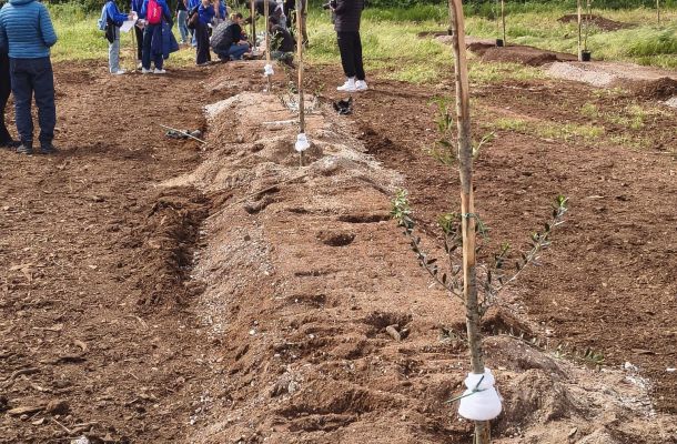 Con TEDx piantati mille ulivi resistenti alla Xylella