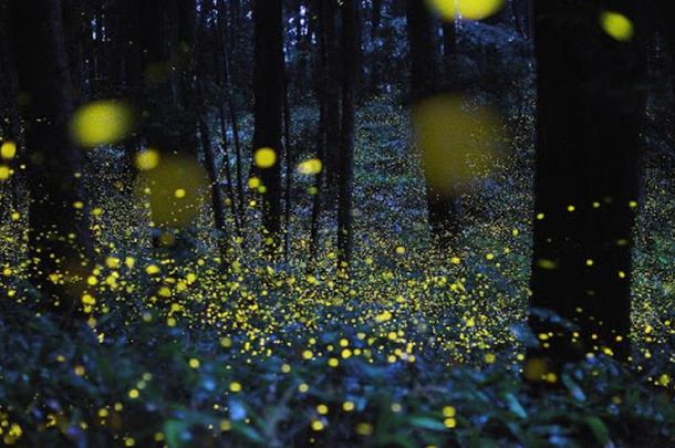 Terra delle Gravine, ecco le lucciole di Sant’Antuono